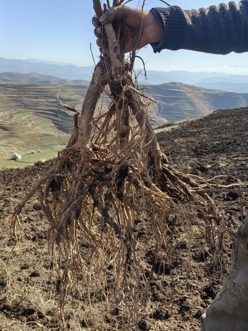 甘肃鲜黄芪味道很甜，滋补类中药材产地直销