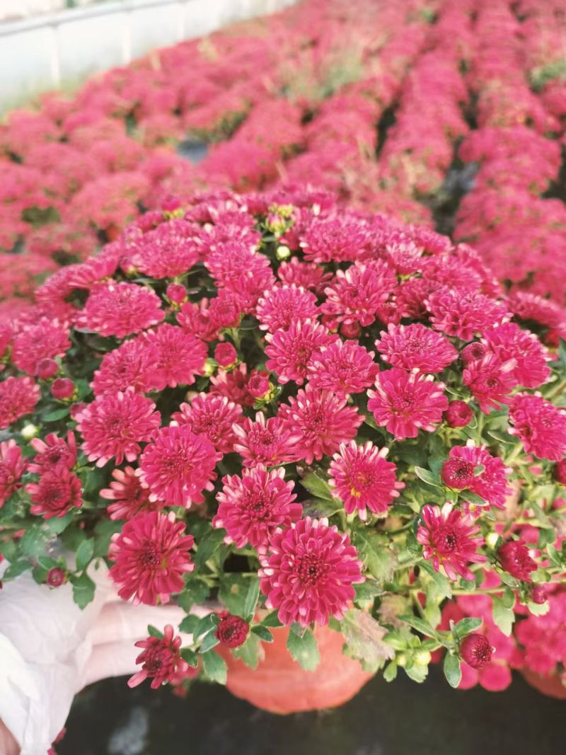 球菊、国庆菊180杯，基地有量，欢迎来一亩田订购。