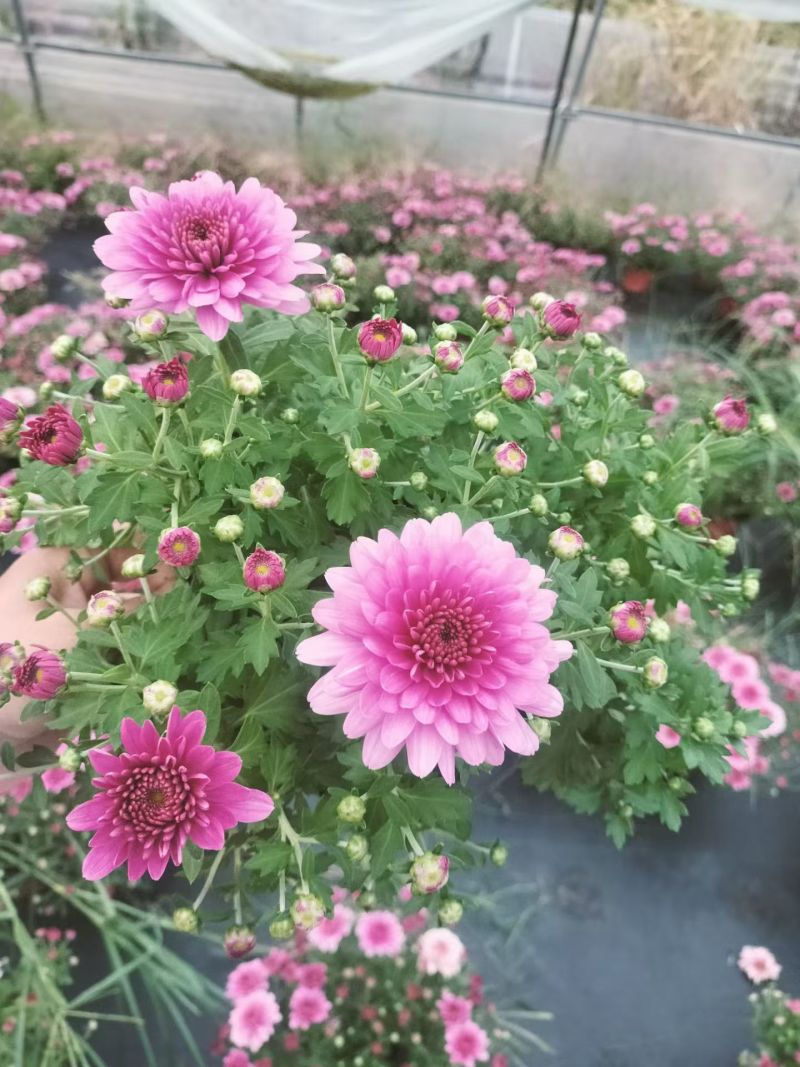球菊、国庆菊180杯，基地有量，欢迎来一亩田订购。