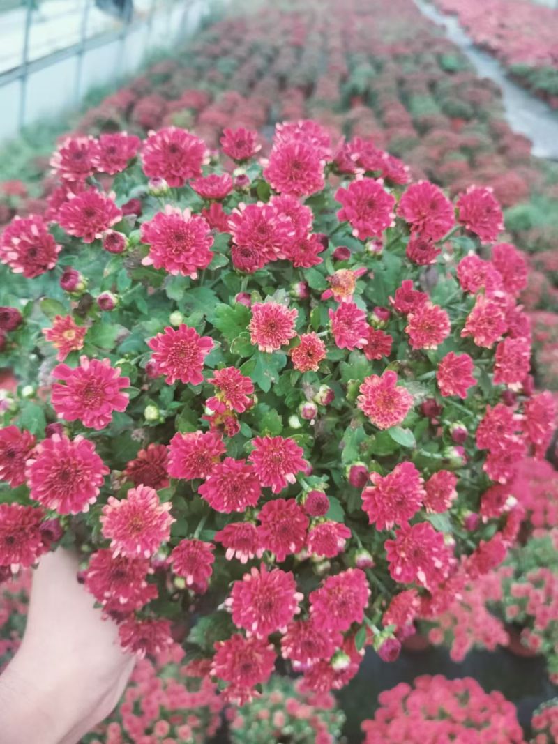 球菊、国庆菊180杯，基地有量，欢迎来一亩田订购。