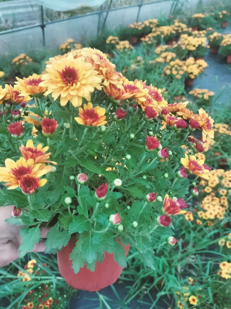 球菊、国庆菊180杯，基地有量，欢迎来一亩田订购。