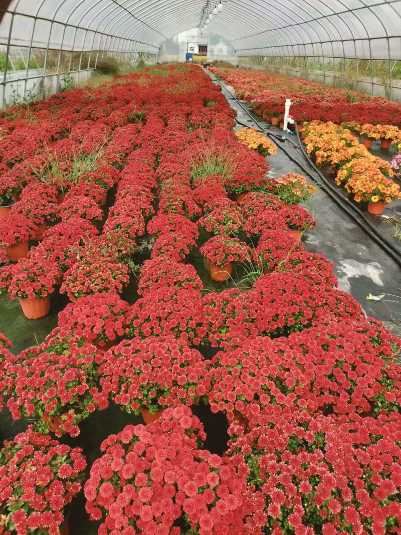 球菊、国庆菊180杯，基地有量，欢迎来一亩田订购。