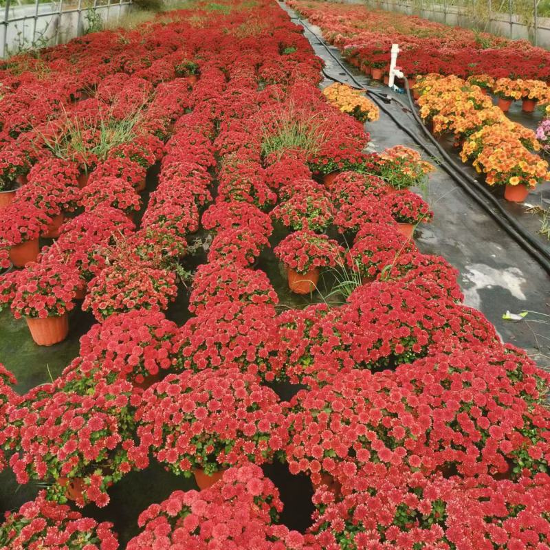 球菊、国庆菊180杯，基地有量，欢迎来一亩田订购。