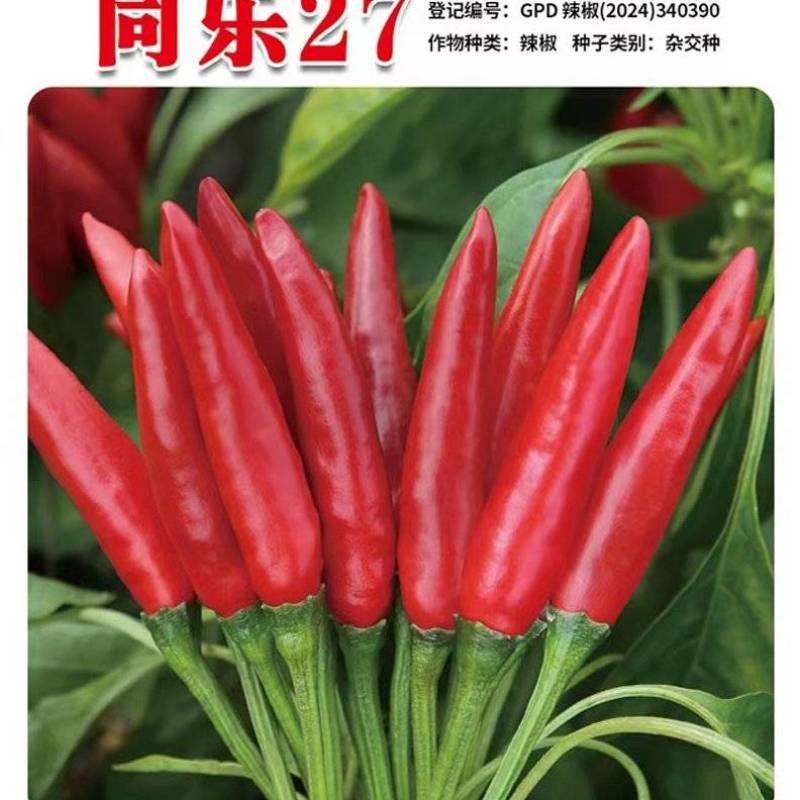 同乐27簇生朝天椒大果高辣干鲜两用卖相好