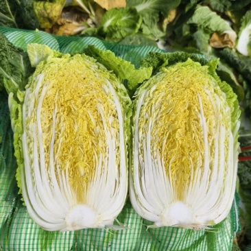 云南精品大娃娃菜,物美价廉,颜色好,口感好