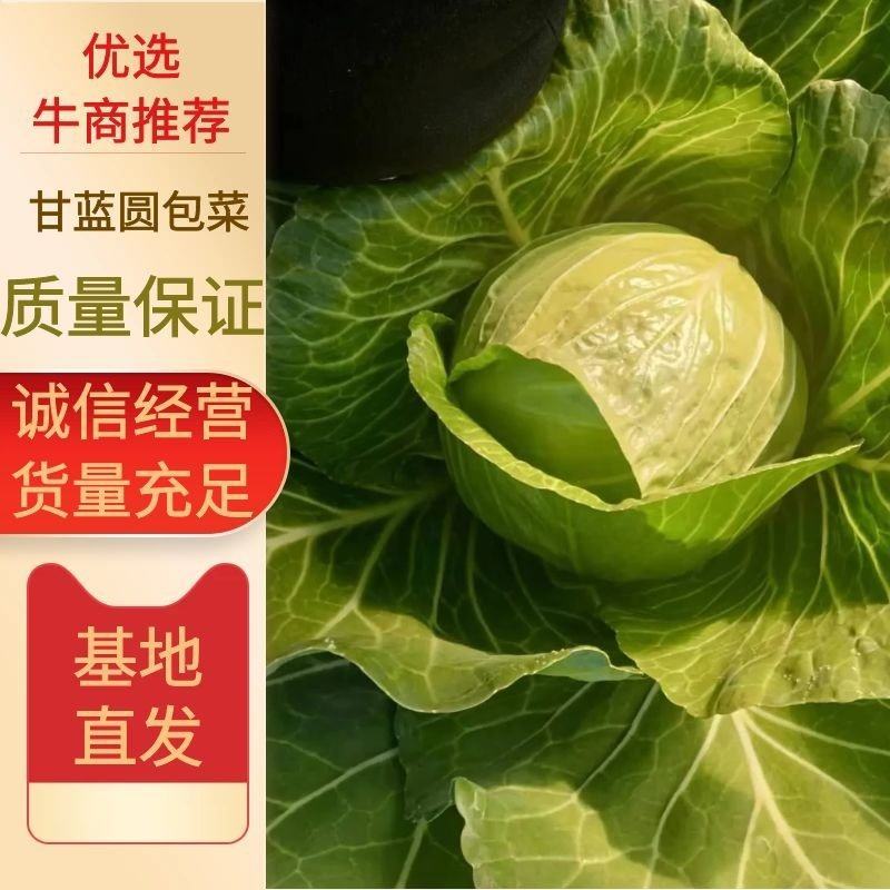 精品铁头甘蓝物美价廉，保质保量，诚信经营，欢迎合作