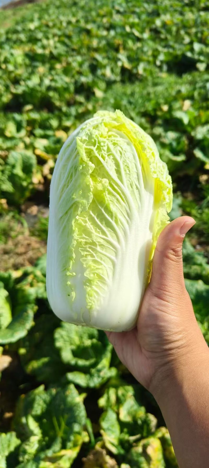 云南精品大娃娃菜，物美价廉，颜色好，口感好
