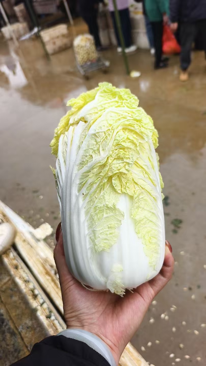 云南精品大娃娃菜，物美价廉，颜色好，口感好