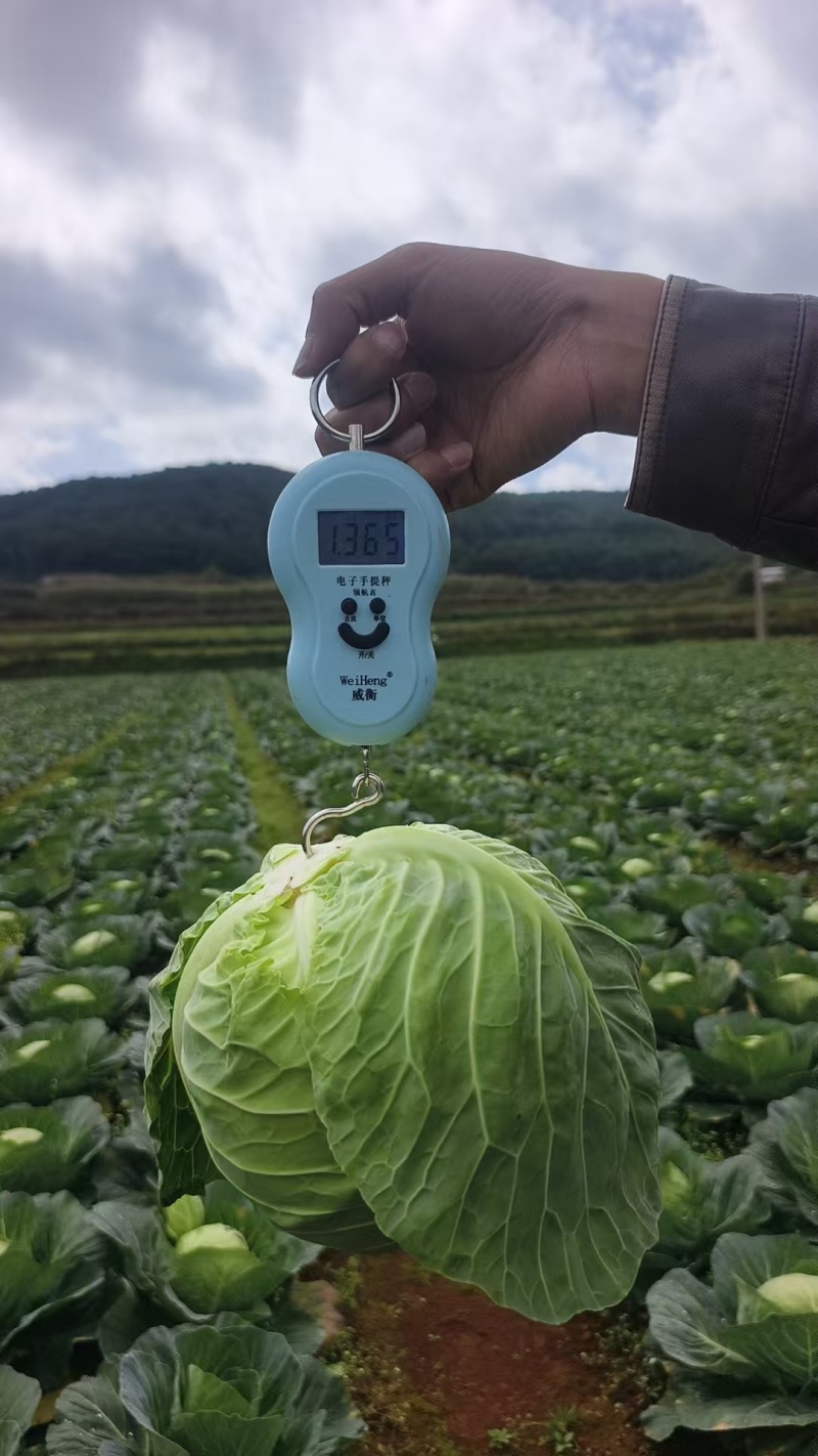 【诚信商家】精品圆包菜个头圆润均匀无虫眼无烂底