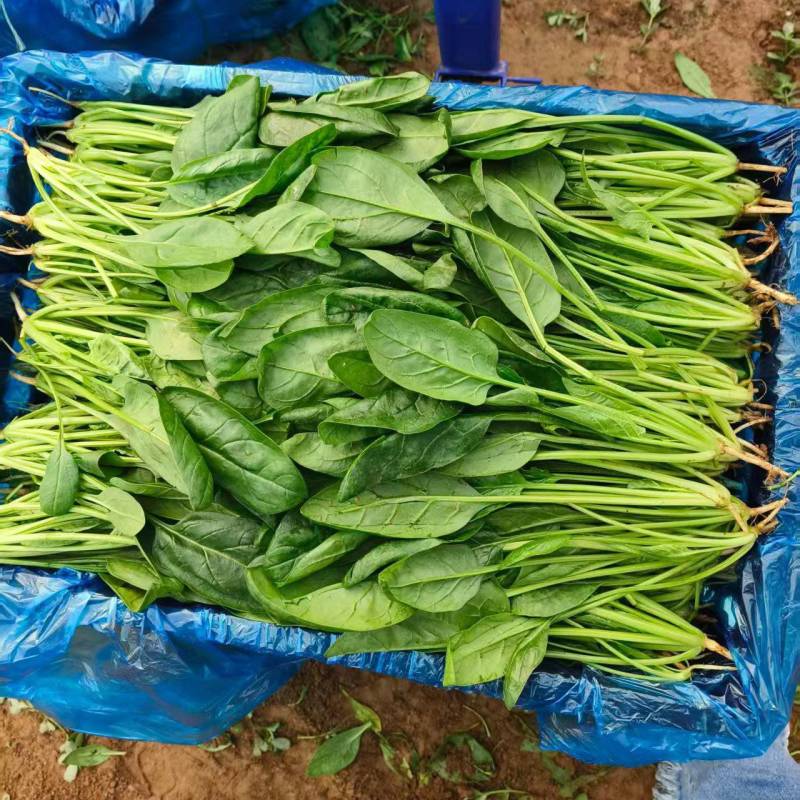 菏泽高杆菠菜不烧心烧边支持预打冷不烧心支持打冷提供纸箱
