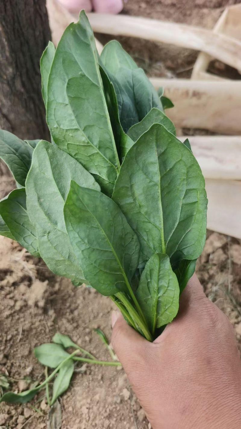 菏泽高杆菠菜不烧心烧边支持预打冷不烧心支持打冷提供纸箱