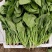 菏泽高杆菠菜不烧心烧边支持预打冷不烧心支持打冷提供纸箱