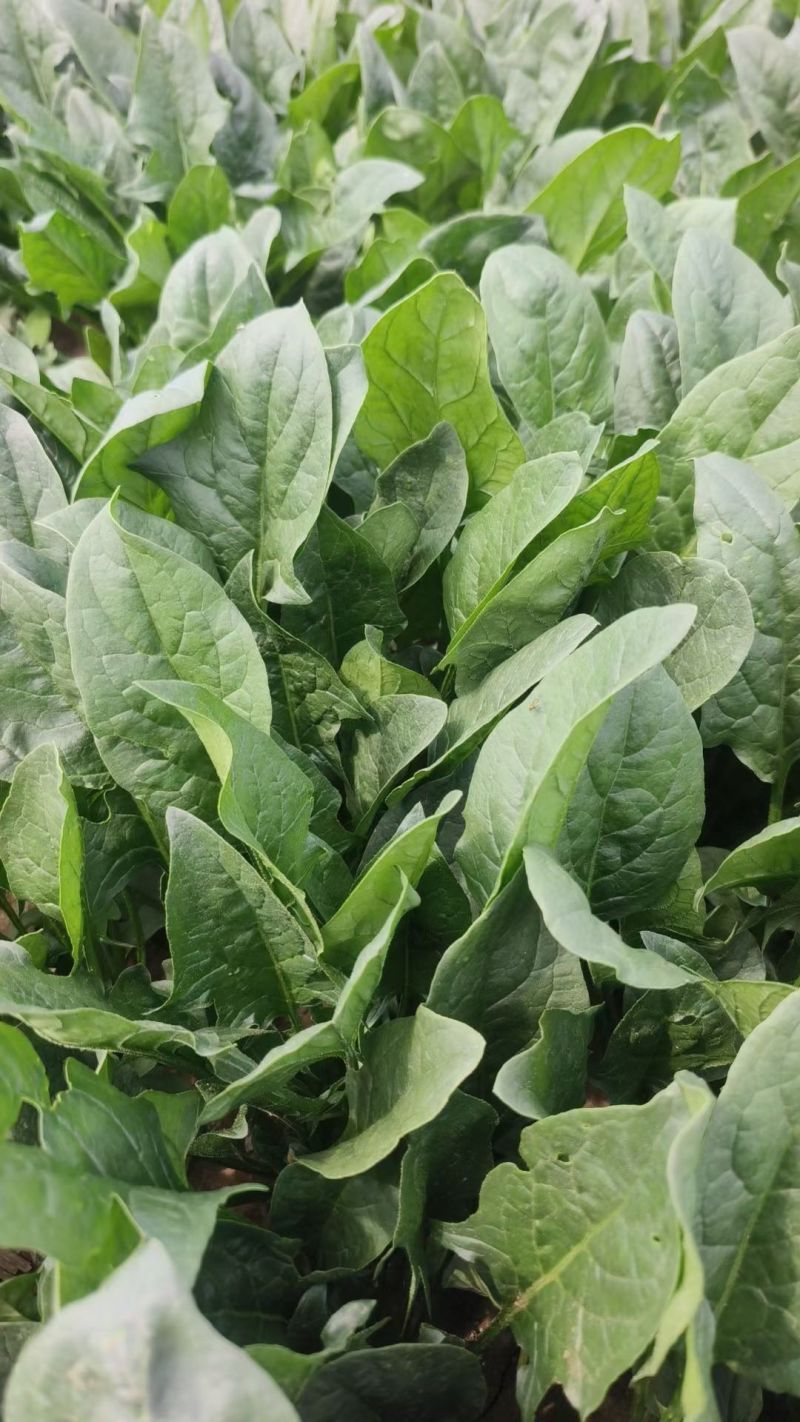 菏泽高杆菠菜不烧心烧边支持预打冷不烧心支持打冷提供纸箱