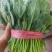 菏泽高杆菠菜不烧心烧边支持预打冷不烧心支持打冷提供纸箱