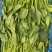 菏泽高杆菠菜不烧心烧边支持预打冷不烧心支持打冷提供纸箱