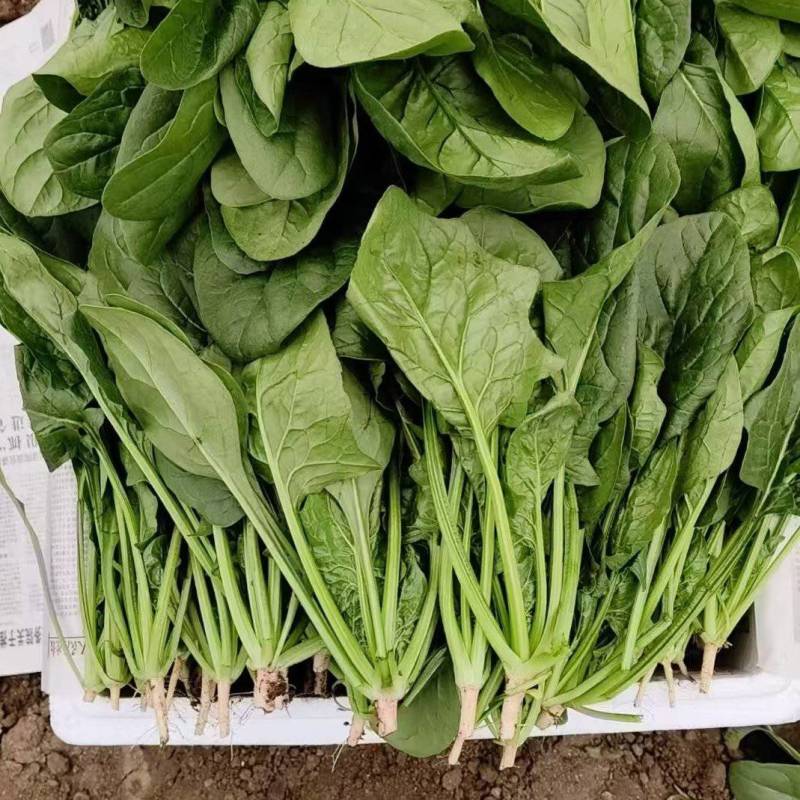 黑叶菠菜无病虫害无虫眼卖相好耐运输耐储存全国接单货量大运