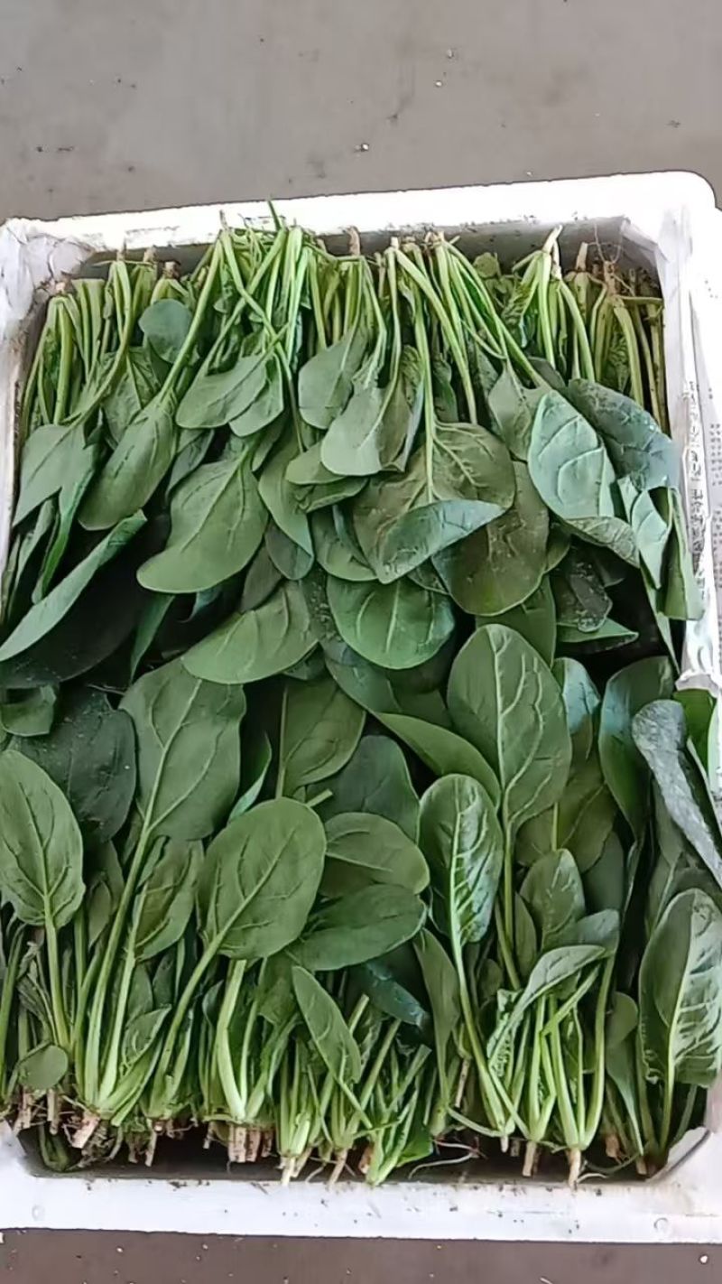 黑叶菠菜无病虫害无虫眼卖相好耐运输耐储存全国接单货量大运