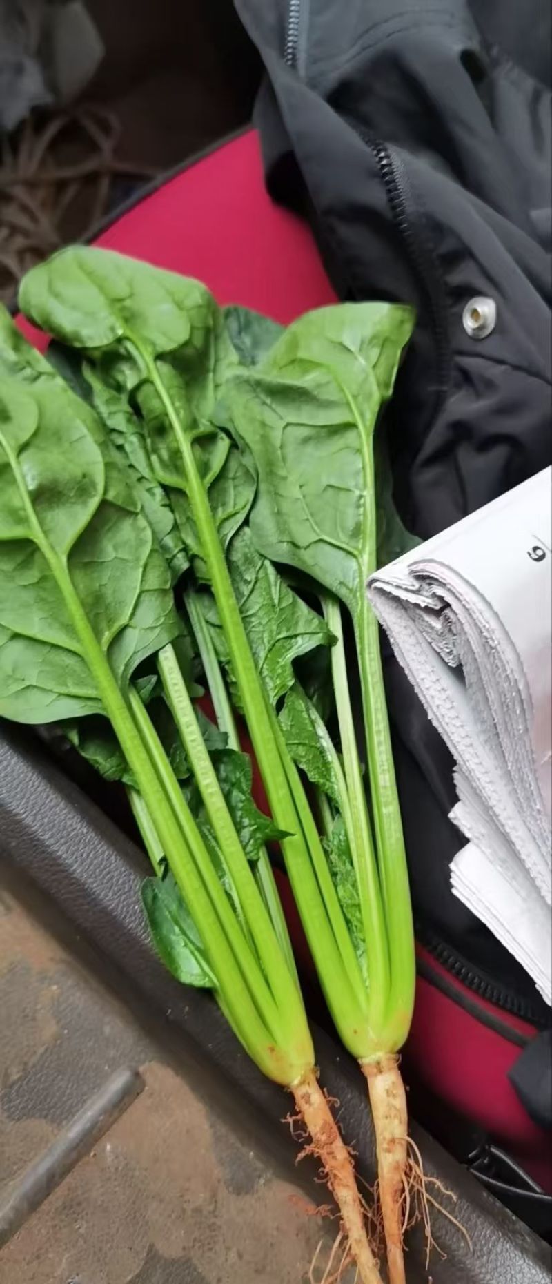 黑叶菠菜无病虫害无虫眼卖相好耐运输耐储存全国接单货量大运