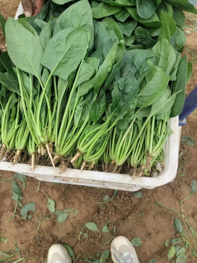 黑叶菠菜无病虫害无虫眼卖相好耐运输耐储存全国接单货量大运