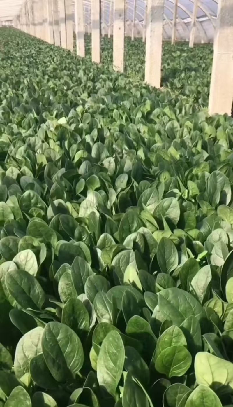 黑叶菠菜无病虫害无虫眼卖相好耐运输耐储存全国接单货量大运