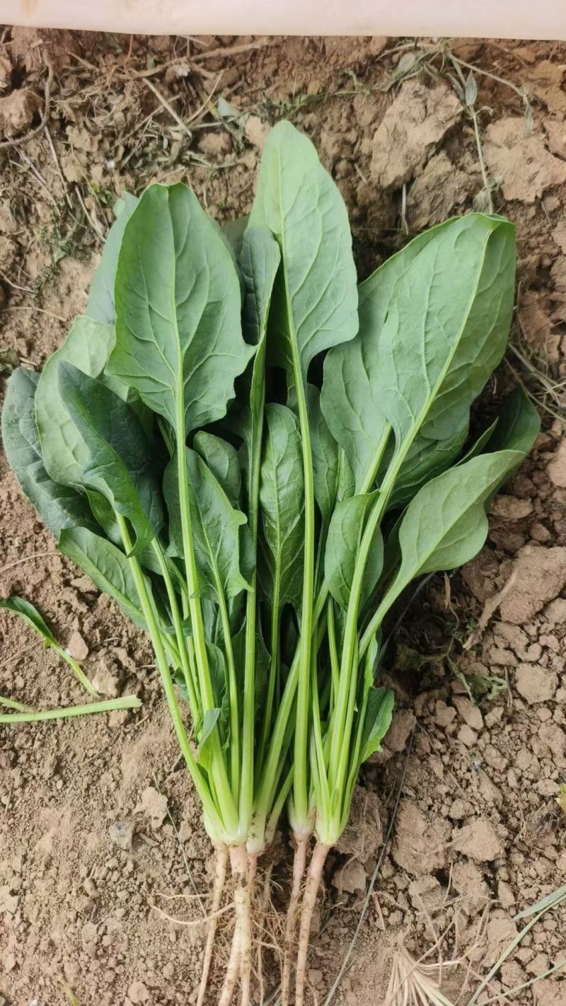 黑叶菠菜无病虫害无虫眼卖相好耐运输耐储存全国接单货量大运