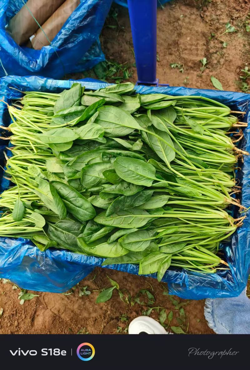 黑叶菠菜无病虫害无虫眼卖相好耐运输耐储存全国接单货量大运