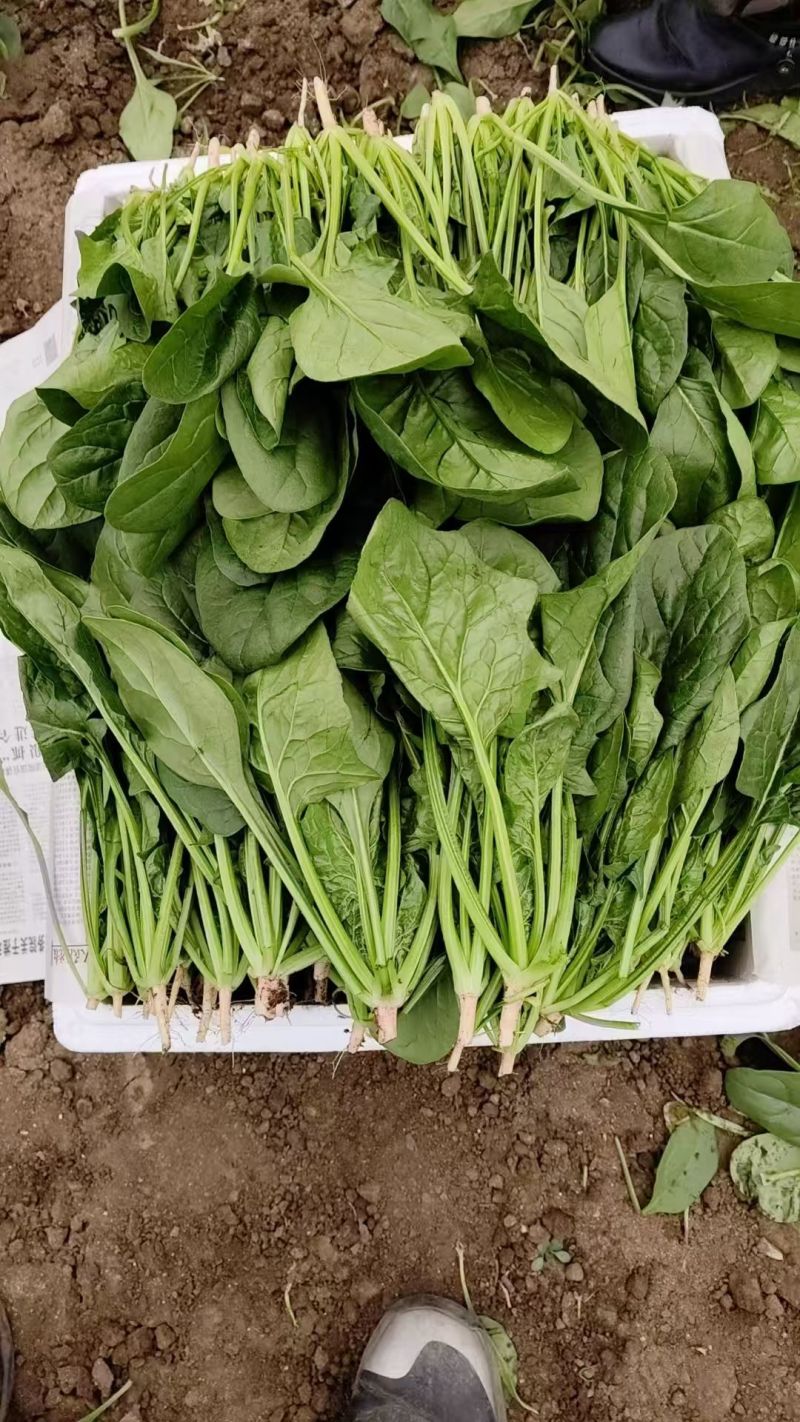 黑叶菠菜无病虫害无虫眼卖相好耐运输耐储存全国接单货量大运