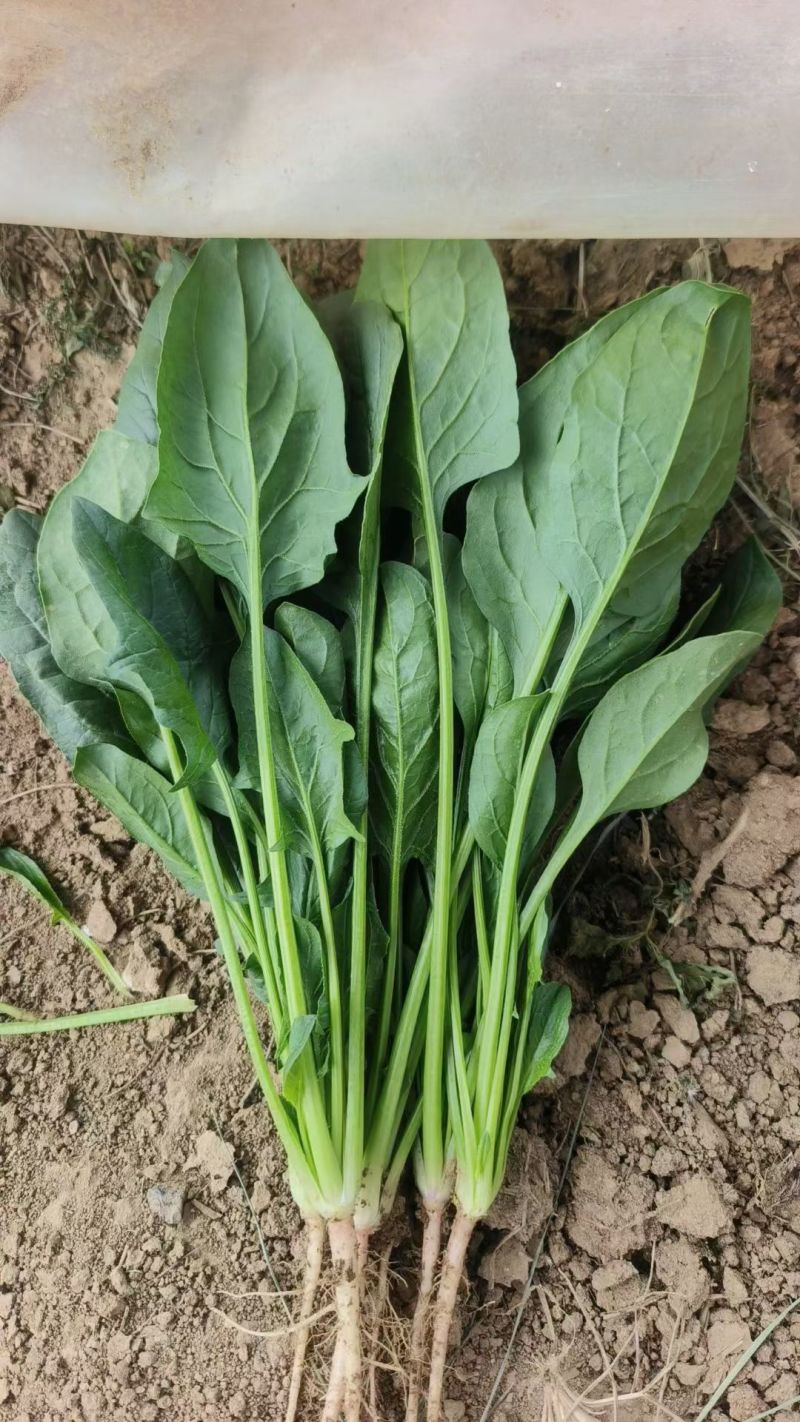 黑叶菠菜无病虫害无虫眼卖相好耐运输耐储存全国接单货量大运