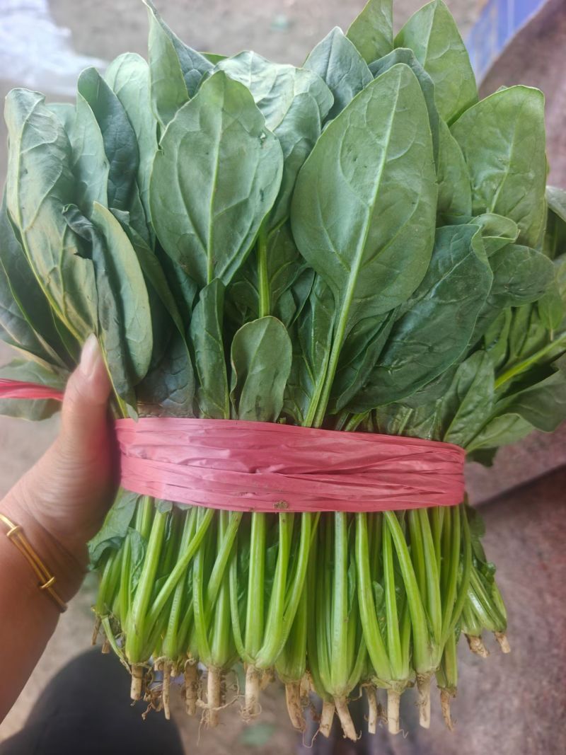 黑叶菠菜无病虫害无虫眼卖相好耐运输耐储存全国接单货量大运