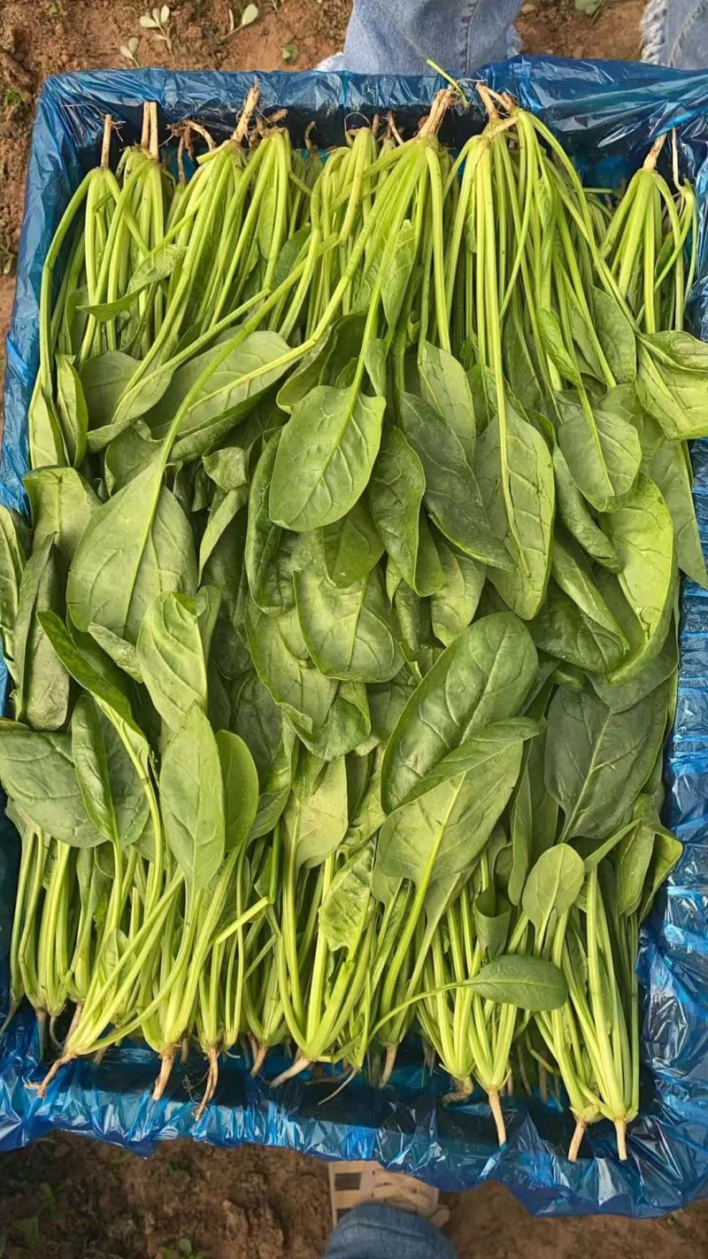 黑叶菠菜无病虫害无虫眼卖相好耐运输耐储存全国接单货量大运