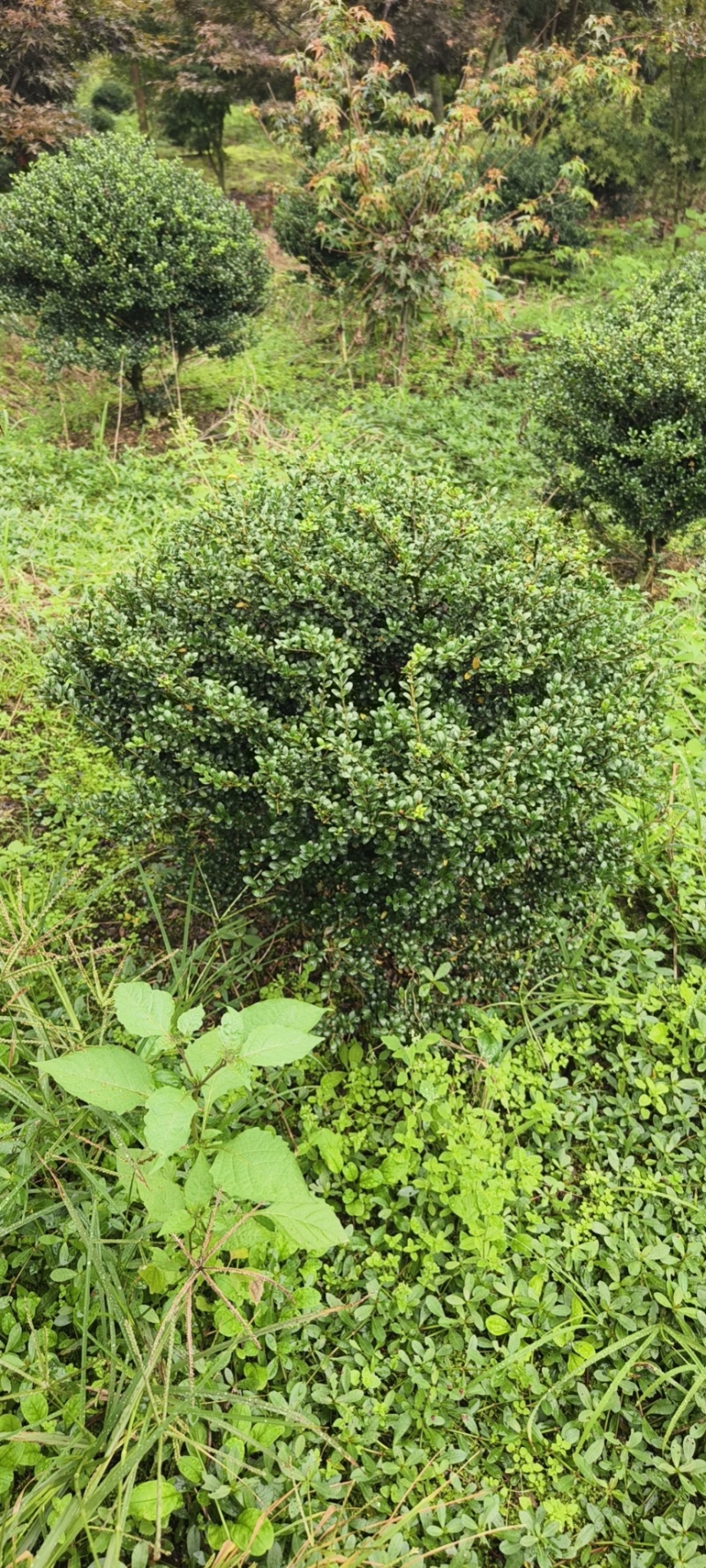龟甲冬球品质保证成活率高欢迎来电洽谈对接全国客户