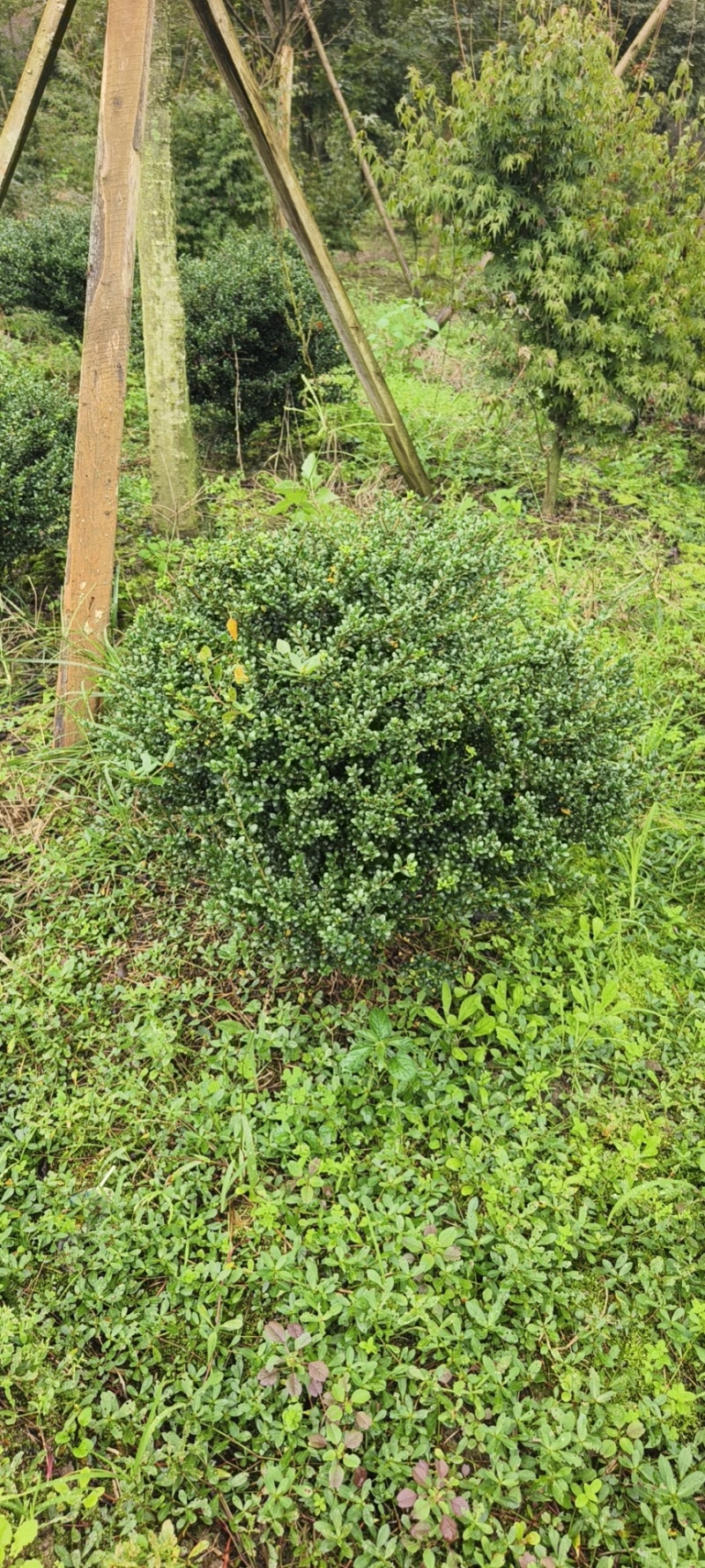 龟甲冬球品质保证成活率高欢迎来电洽谈对接全国客户
