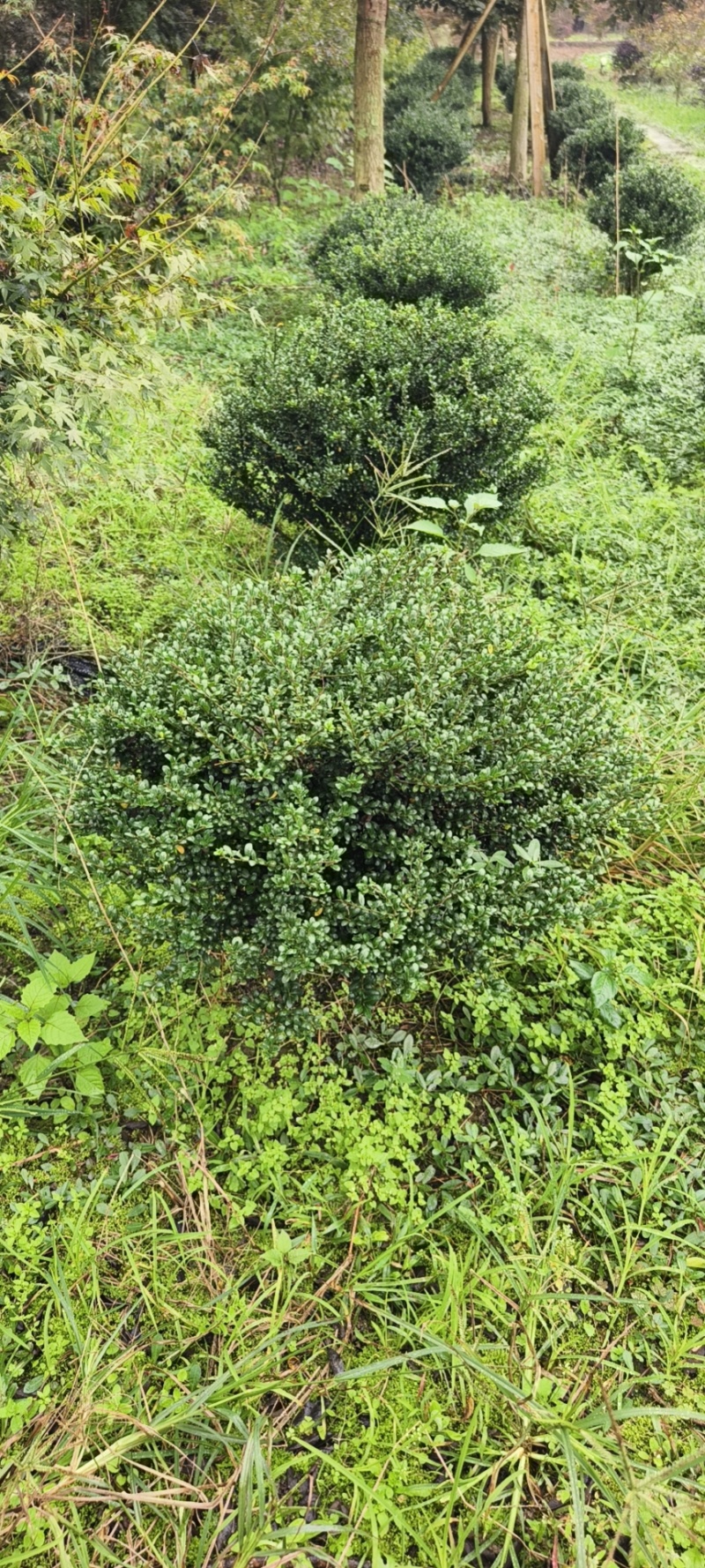 龟甲冬球品质保证成活率高欢迎来电洽谈对接全国客户