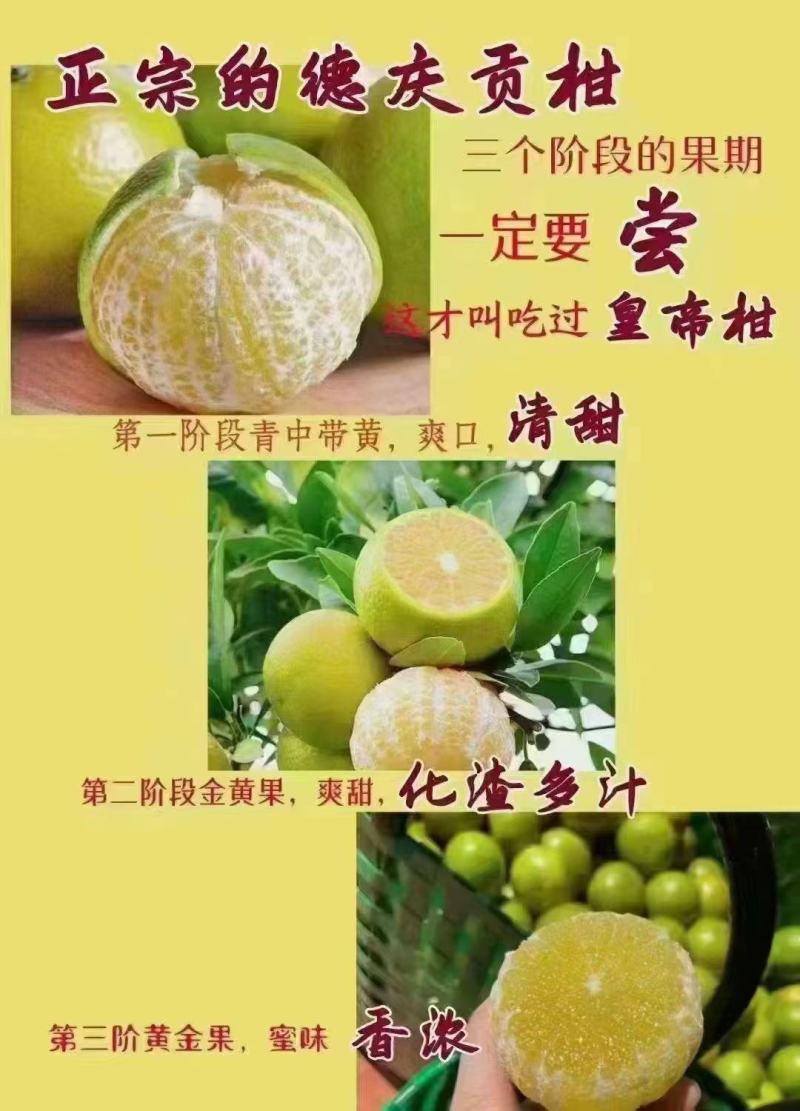 道地原产德庆皇帝柑，非广西货，现摘现发