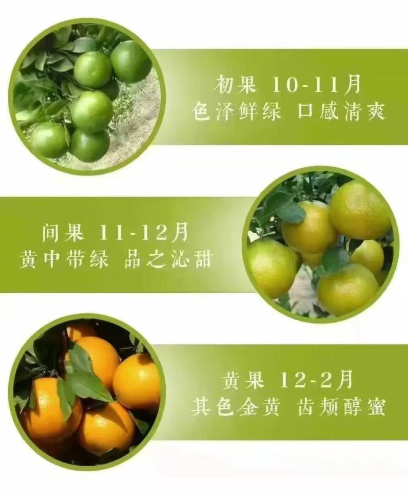 道地原产德庆皇帝柑，非广西货，现摘现发