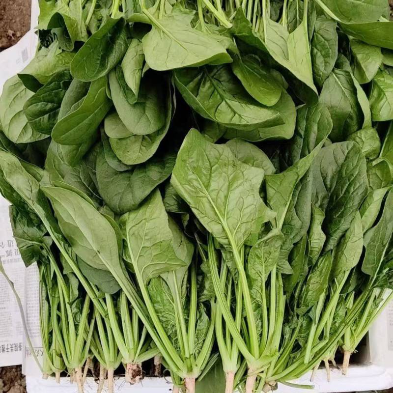 山东菏泽大叶菠菜鲜嫩翠绿无烧边黄叶少干净土少可以打捆冷库