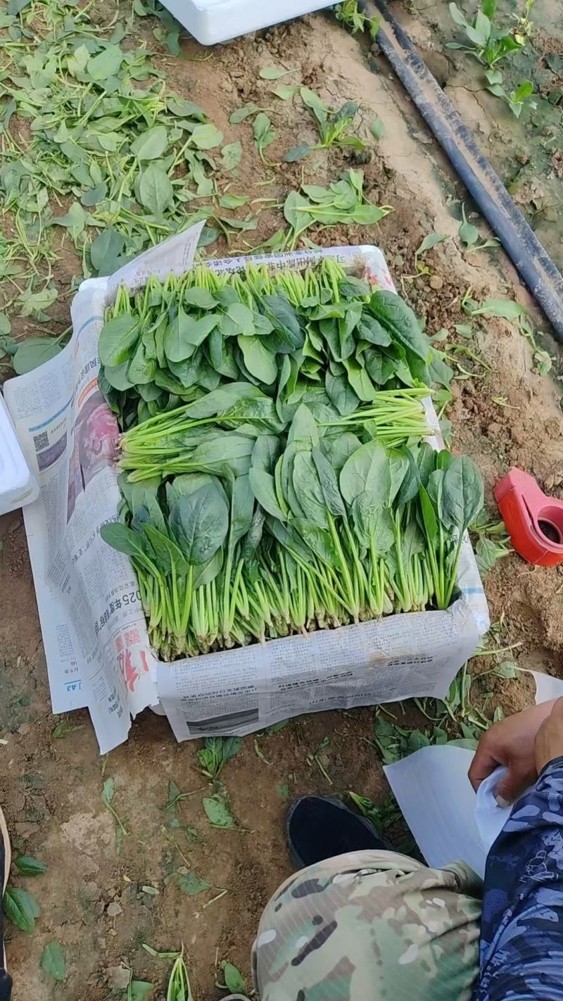 山东菏泽大叶菠菜鲜嫩翠绿无烧边黄叶少干净土少可以打捆冷库
