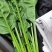 山东菏泽大叶菠菜鲜嫩翠绿无烧边黄叶少干净土少可以打捆冷库