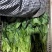 山东菏泽大叶菠菜鲜嫩翠绿无烧边黄叶少干净土少可以打捆冷库