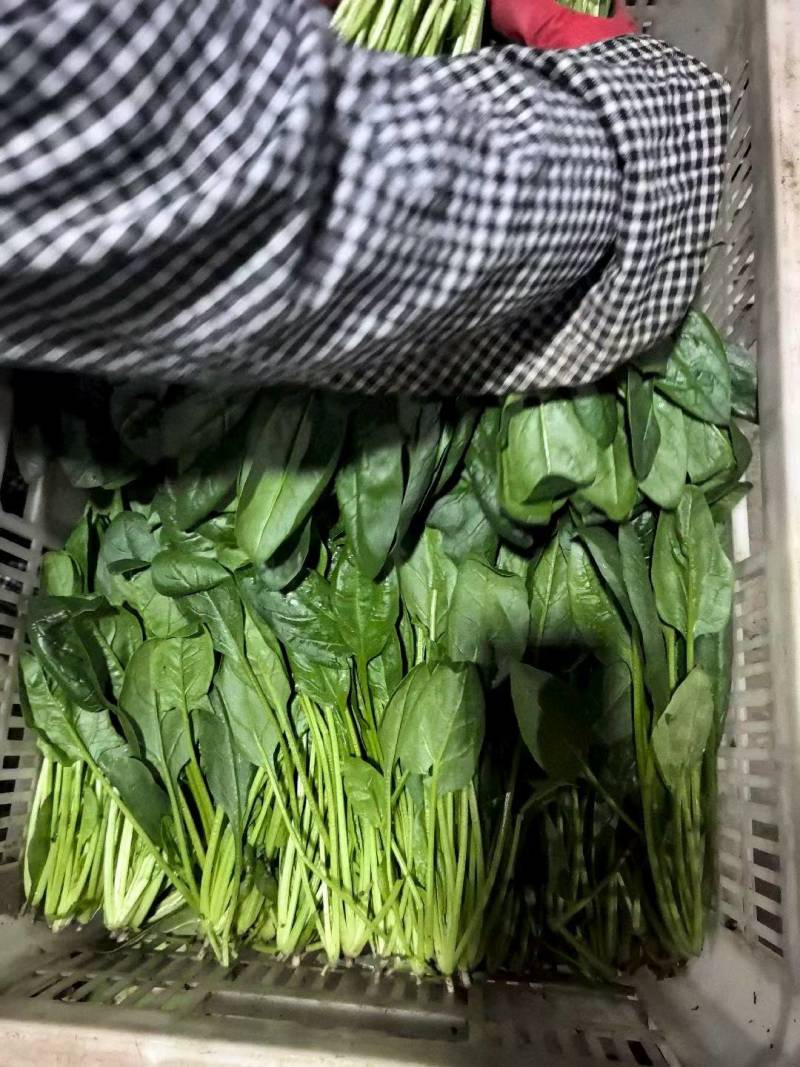 山东菏泽大叶菠菜鲜嫩翠绿无烧边黄叶少干净土少可以打捆冷库