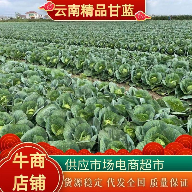 【诚信商家】精品圆包菜个头圆润均匀无虫眼无烂底
