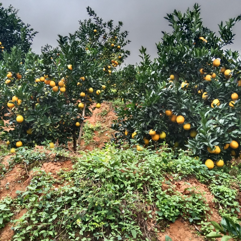 赣南脐橙