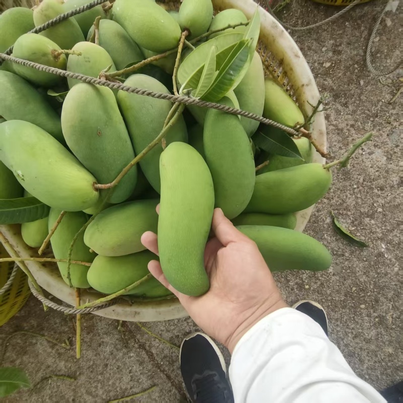 海南象牙芒.精品货源.产地直发.一手货源.