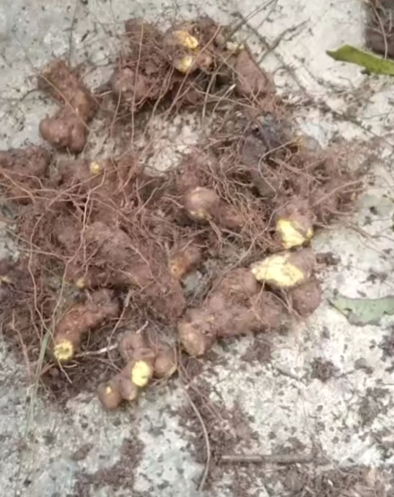 中药材野生黄姜