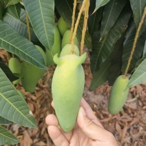 精品象牙芒.同等的价格比质量.同等的质量比价格.