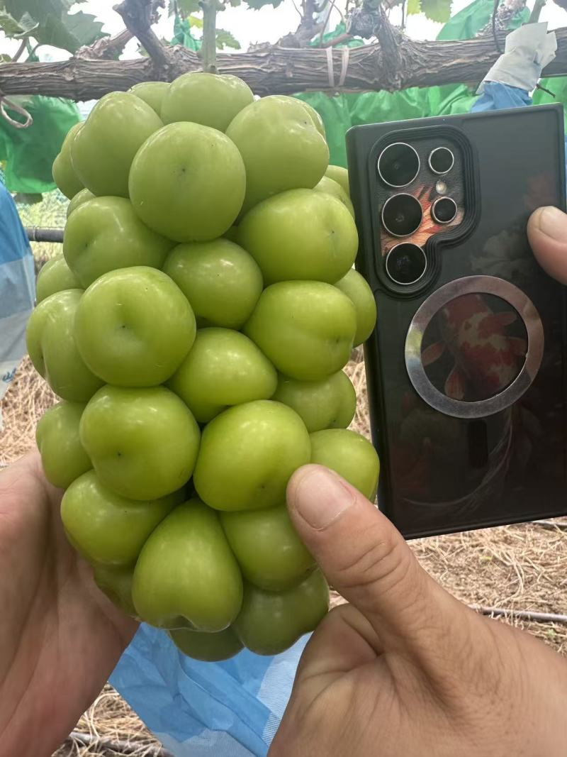 【阳光玫瑰】精品葡萄山东葡萄晴王葡萄产地货源