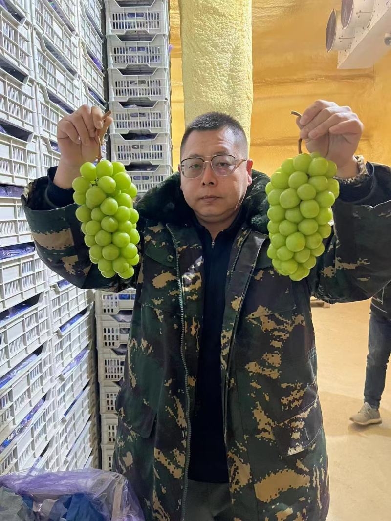 【阳光玫瑰】精品葡萄山东葡萄晴王葡萄产地货源