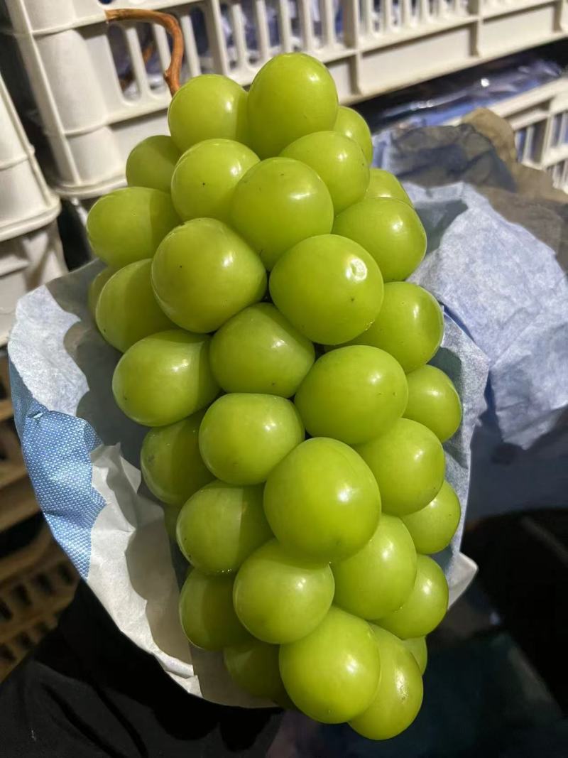 【阳光玫瑰】精品葡萄山东葡萄晴王葡萄产地货源