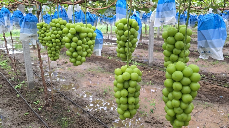 【阳光玫瑰】精品葡萄山东葡萄晴王葡萄产地货源