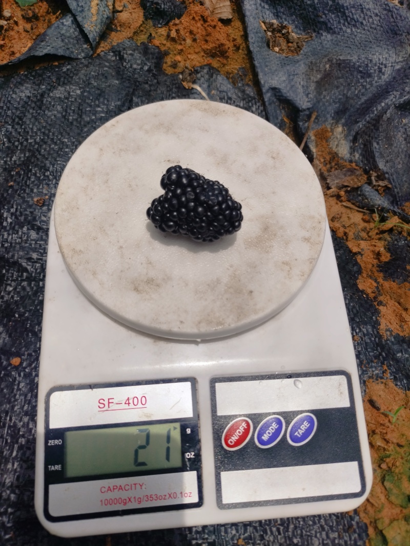 双季甜黑莓153组培小（D01)产量高甜度15品种保证